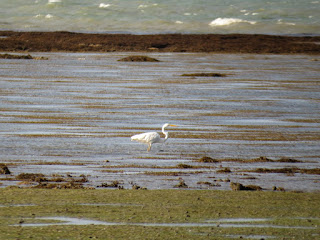 Sargassum at Yule Point, near Mowbray River