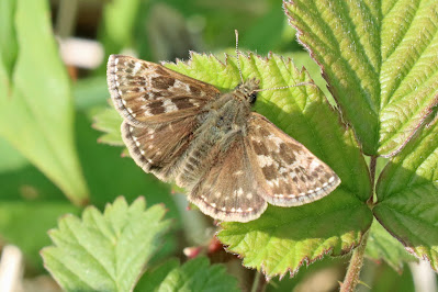 Dingy skipper, photographed at the Butterfly Park by Roy Lowry