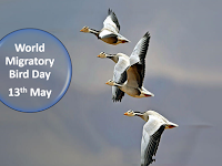 World Migratory Bird Day - 13 May.