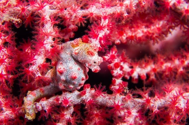 Pygmy Seahorse seen when diving