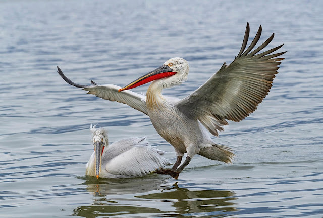 The Curly Pelican 'invades' Lake Prespa