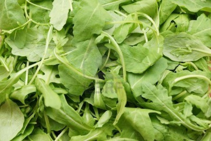 Eruca sativa | salad rocket - roquette - rucola - rugula, colewort