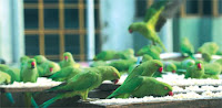  Dealer in Monkeys and Reptiles apprehended with 28 Parrots