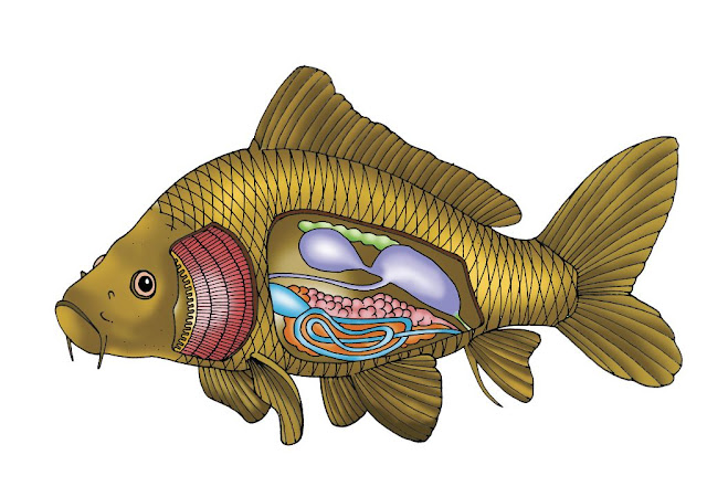 Anatomi Ikan