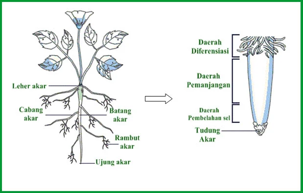 Bagian-Bagian Akar