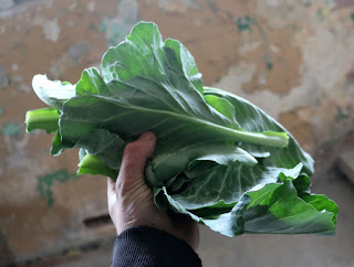 A handful of cabbage leaves for dinner