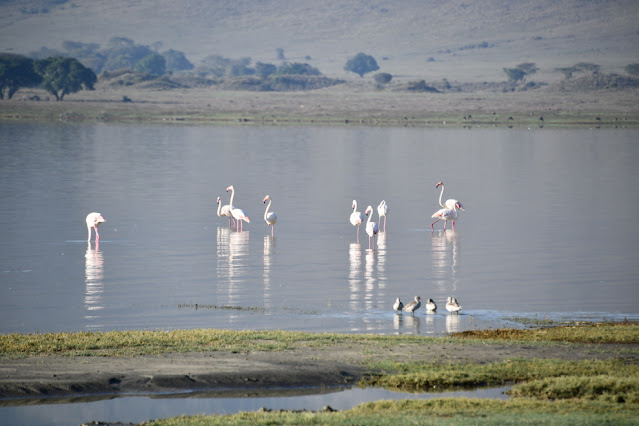 Cratera Ngorongoro Tanzânia