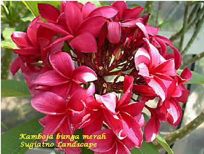 POHON_KAMBOJA_BUNGA_MERAH_MERONA_TANAMANHIAS