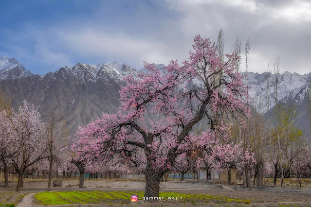 Cherry blossom, Spring, Skardu, Gilgit-Baltisan, Apricot, Almond, Pear, Walnut, Apple