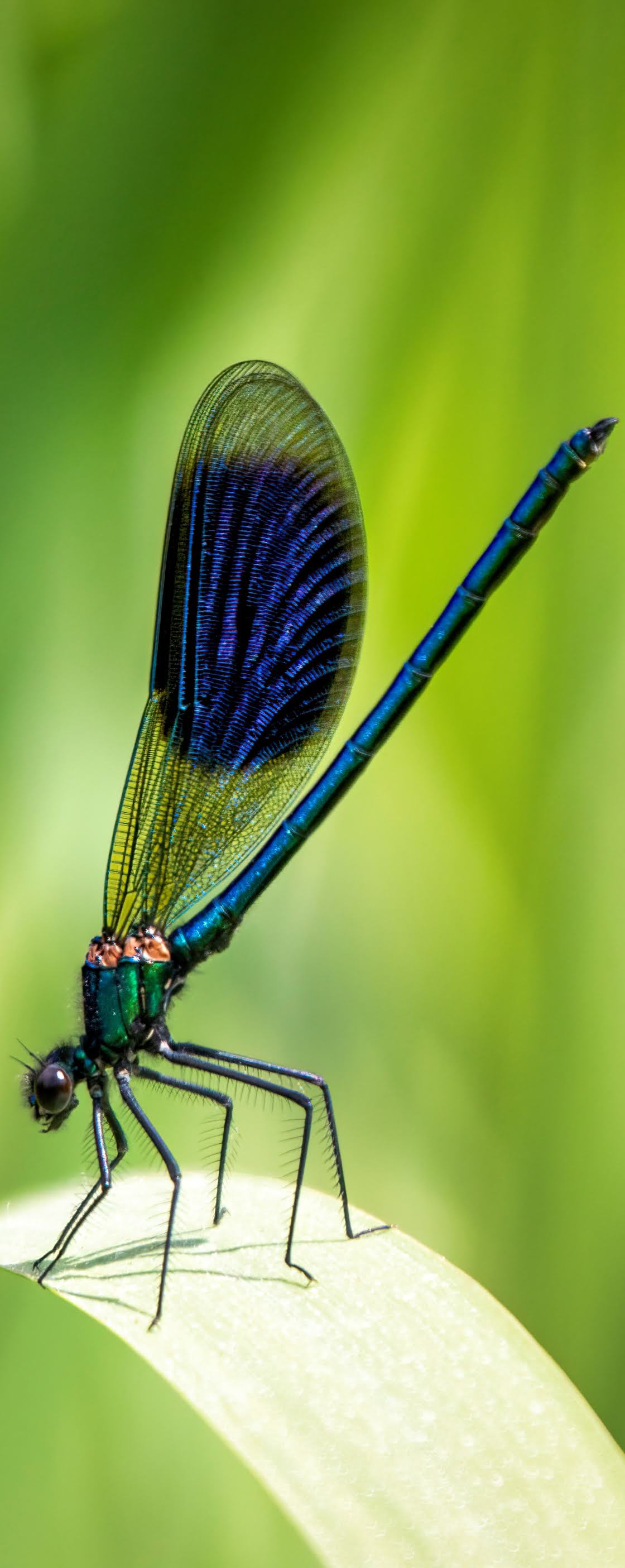 Dragonfly on a leaf.