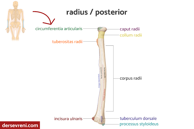 radius posterior