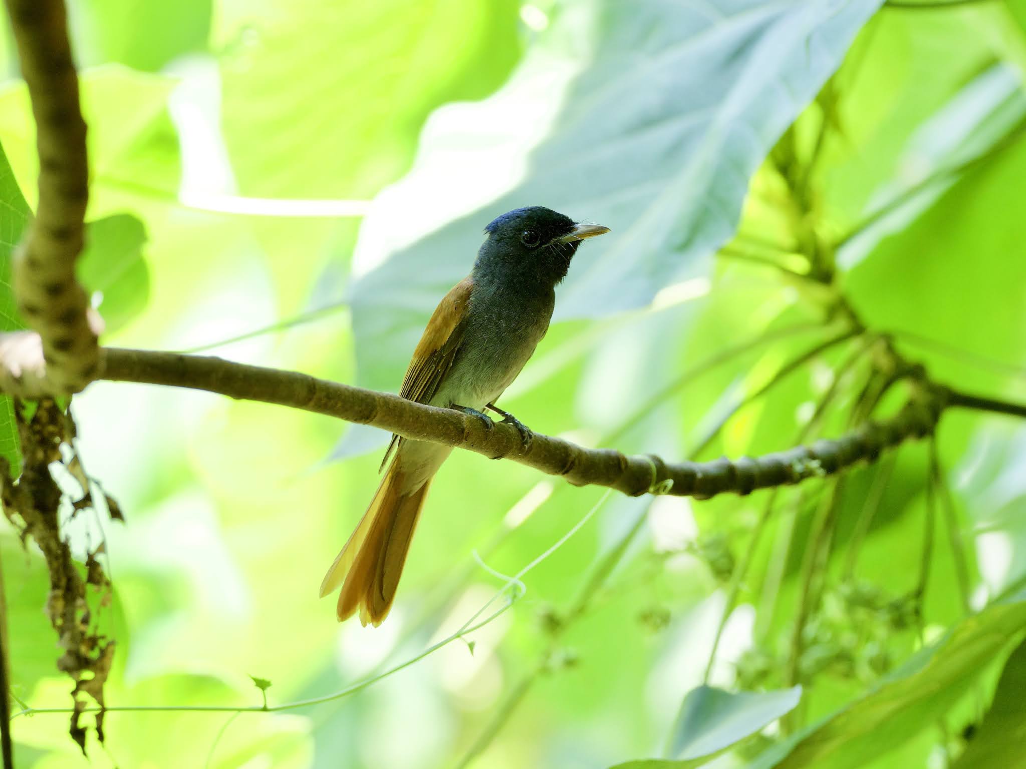 Taman Rimba Kiara: The same fyc visitor?