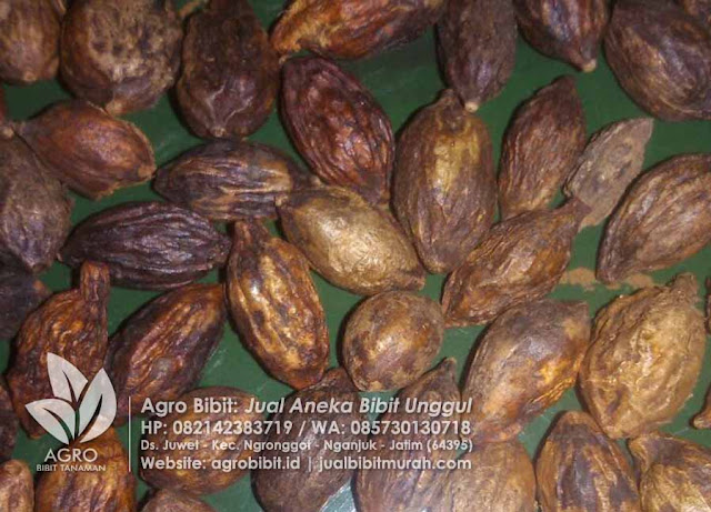 Jual Biji Ketapang Kencana Murah, biji tanaman, biji ketapang, ketapang kencana, bibit murah, jual bibit murah