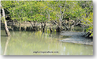 Sundarban National Park