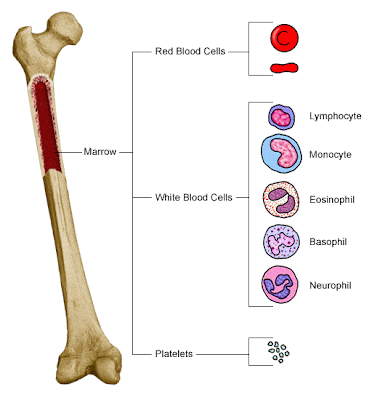 Artikel Struktur Tulang Manusia