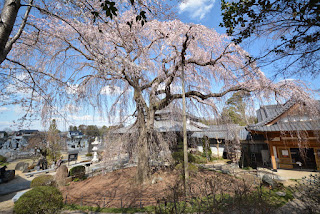 那珂市阿弥陀寺しだれ桜