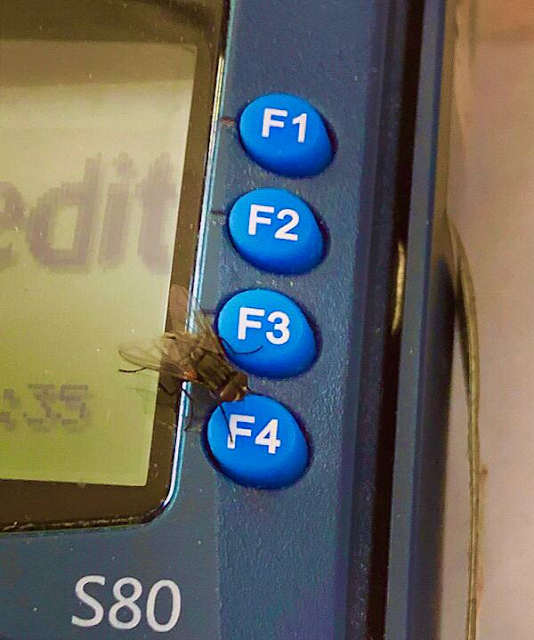 Housefly on POS