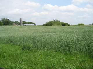 cover crop