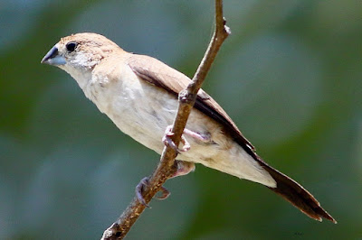 "Indian Silverbill (Euodice malabarica) The resident, common, has a conical silver-grey beak, buff-brown upper body, white underbody, buffy flanks, and dark wings. The tail is black, and the wings are dark, contrasting with the white rump. Perched on a dry branch"