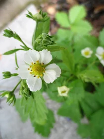 ahomansikka, kukka, kesä, mansikankukka