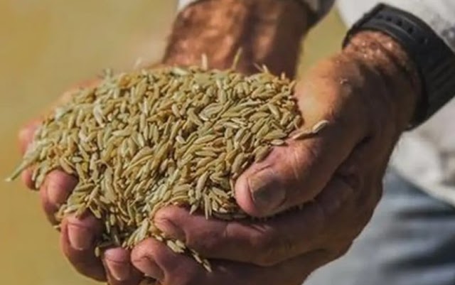Governo define parâmetros para importação de arroz. Para consumidor, preço final do quilo será de R$ 4