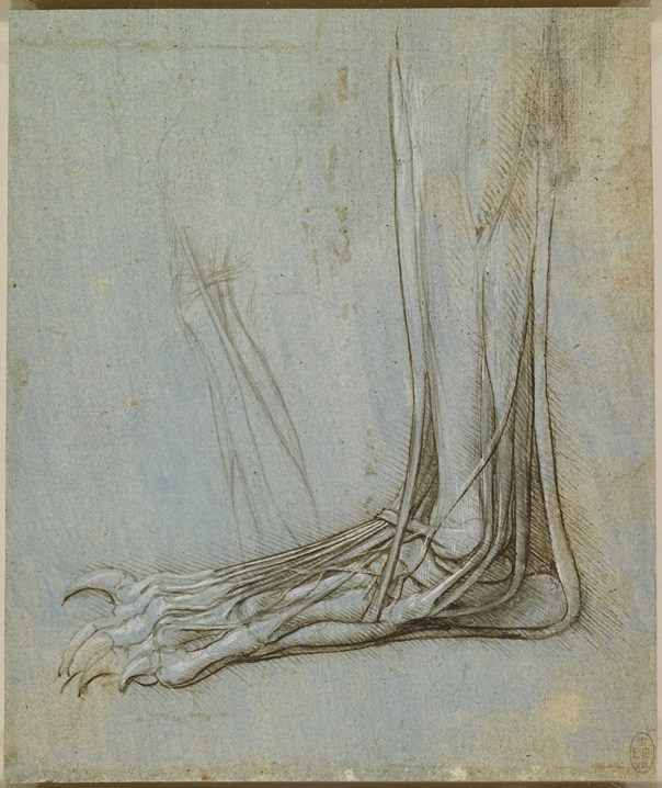 A Rare Glimpse of Leonardo da Vinci’s Anatomical Drawings