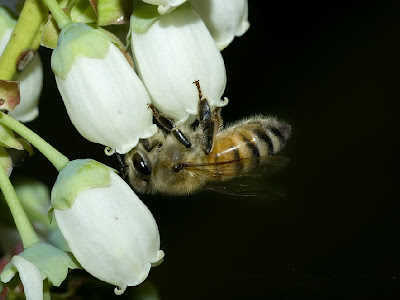 European Honey Bee Pollinating a Blueberry Blossom