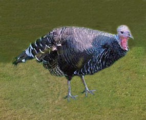 female turkey bird