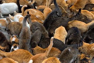 ratusan kucing di cat island sedang berebut makanan