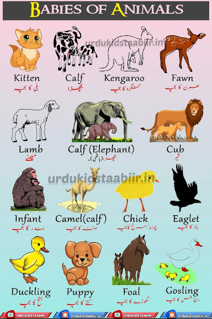 BABIES OF ANIMALS IN URDU