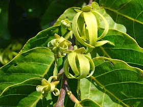 Bunga Kenanga Flora Identitas Provinsi Sumatera Utara