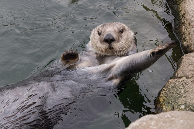 Sea Otter - Nutria Marina