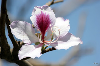 " A close-up shot of colorful flowers in full bloom, set against the backdrop of the rugged terrain of Mount Abu."