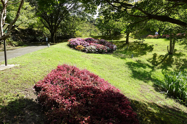 鳥取県西伯郡南部町鶴田　とっとり花回廊　花の谷