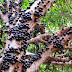 Jabuticaba Nedir? Jabuticaba Nasıl Bir Meyve