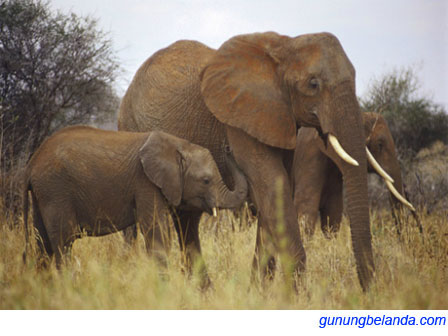 Apakah Gajah Memiliki Suara  Paling Keras GUNUNG BELANDA