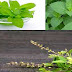 Tulshi Tree-(Holy Basil)Usage,benefits , Description 