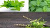 Tulshi Tree-(Holy Basil)Usage,benefits , Description 