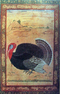turkey cock from goa, painted by mansur