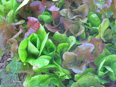 garden lettuce, Lactuca sativa