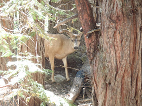 Deer, Rae Lakes Loop, King Canyon/Sequoia National Park