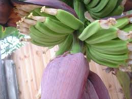 Banana Trivia, Bananas, A curious way, imagination, Bananas, Banana Facts, Eating Bananas