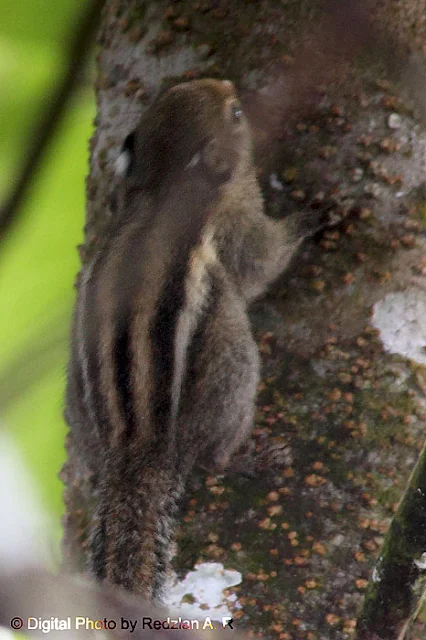 Himalayan Striped Squirrel