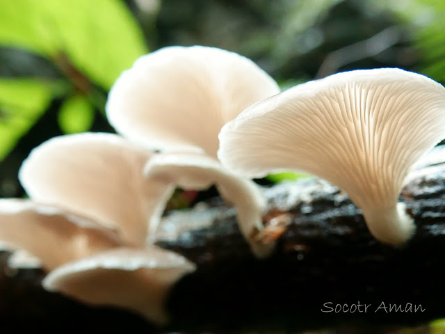 Pleurotus salmoneostramineus