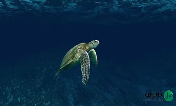 تصنيف السلاحف البحرية