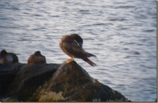 Brown Booby_005