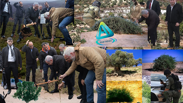 شجرة الغرقد اليهودية Gharqad tree