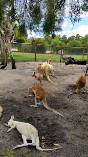 Caversham Wildlife Park