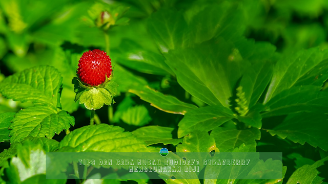 Tips Dan Cara Mudah Budidaya Strawberry Menggunakan Biji