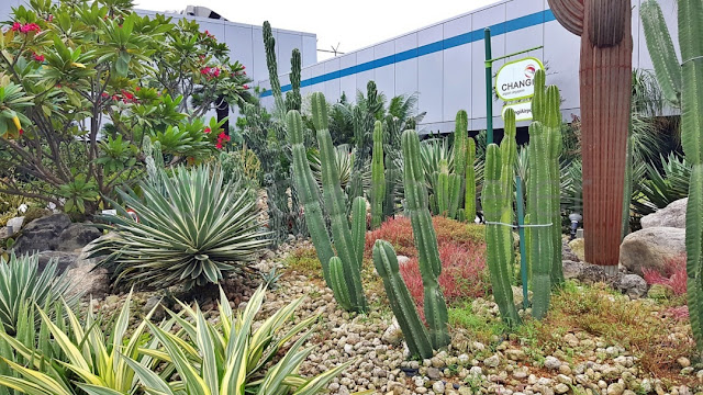 Changi Airport Terminal 1 Cactus Garden